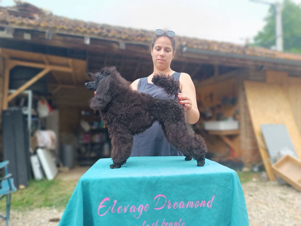 Dreamond Bonnie anderson