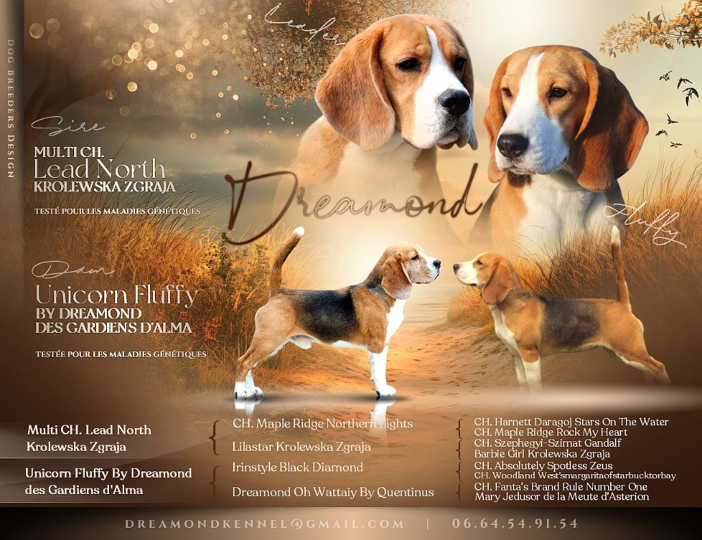 Chiots Beagles 