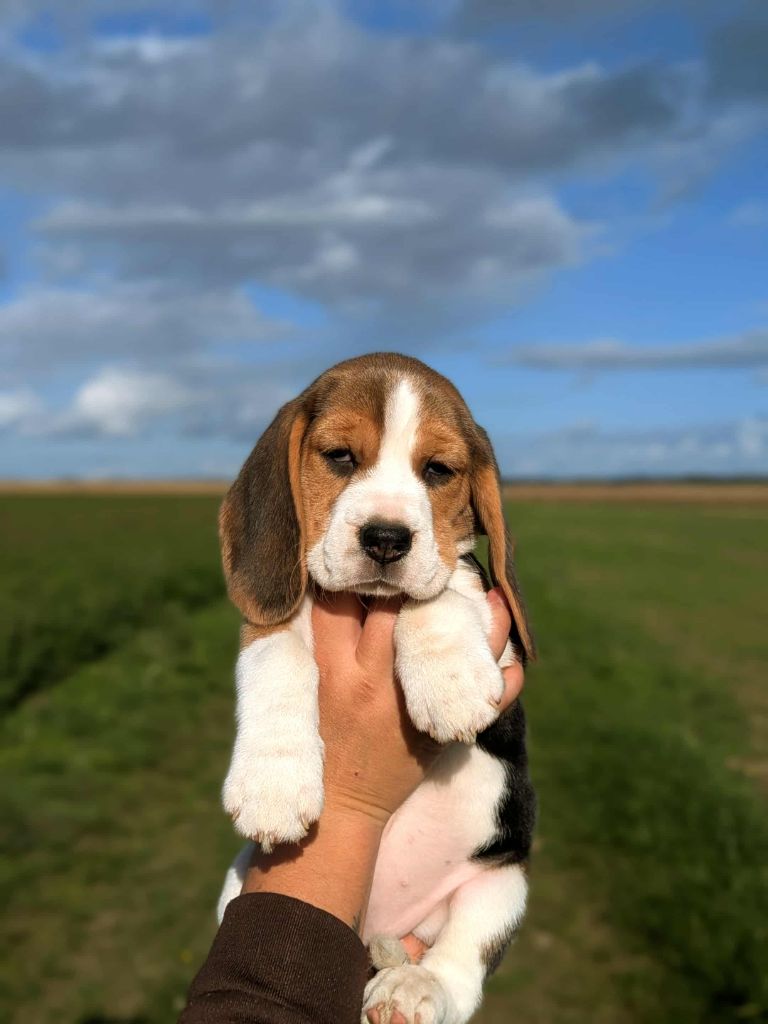 Plus de bébé disponible 