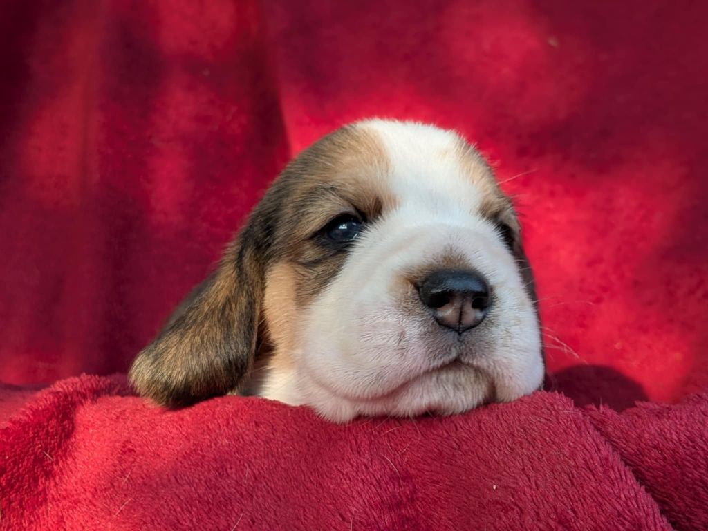 Chiots Beagles 