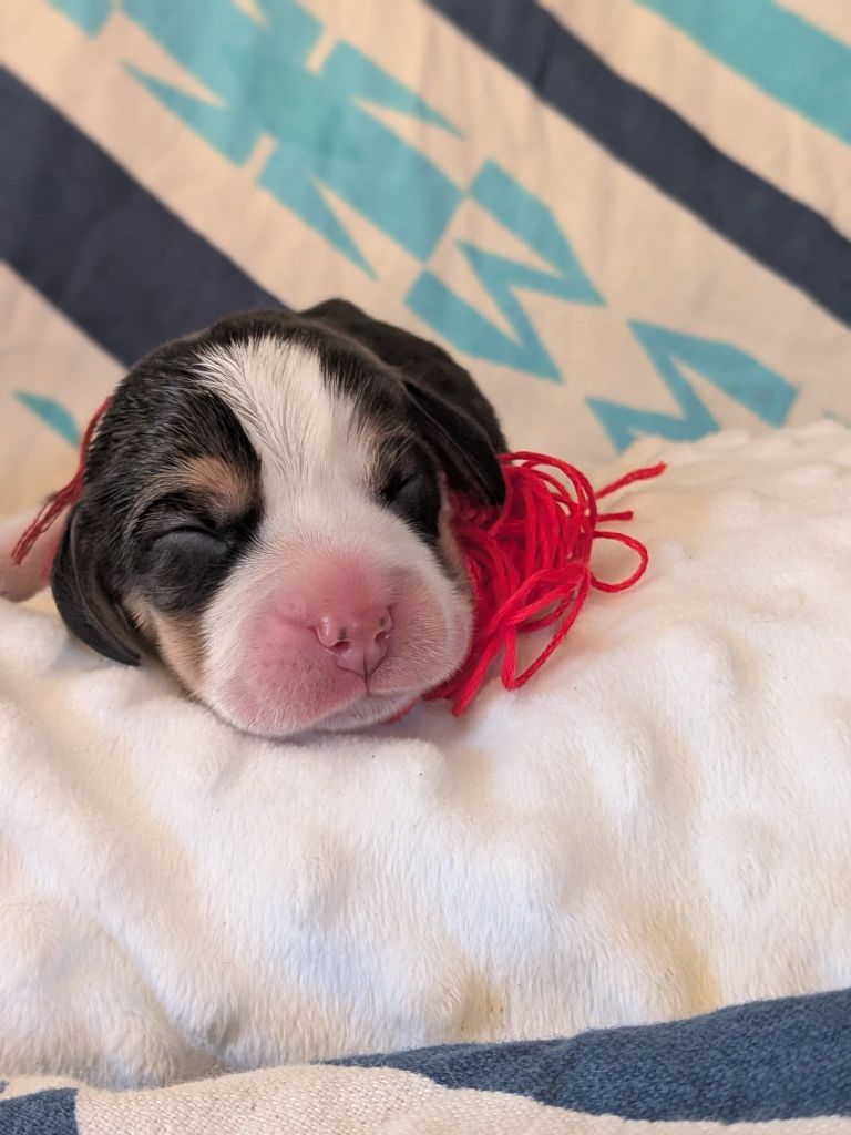 Portée 2025 Leader et Fluffy 