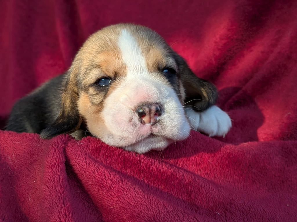 Dreamond - Chiots disponibles - Beagle