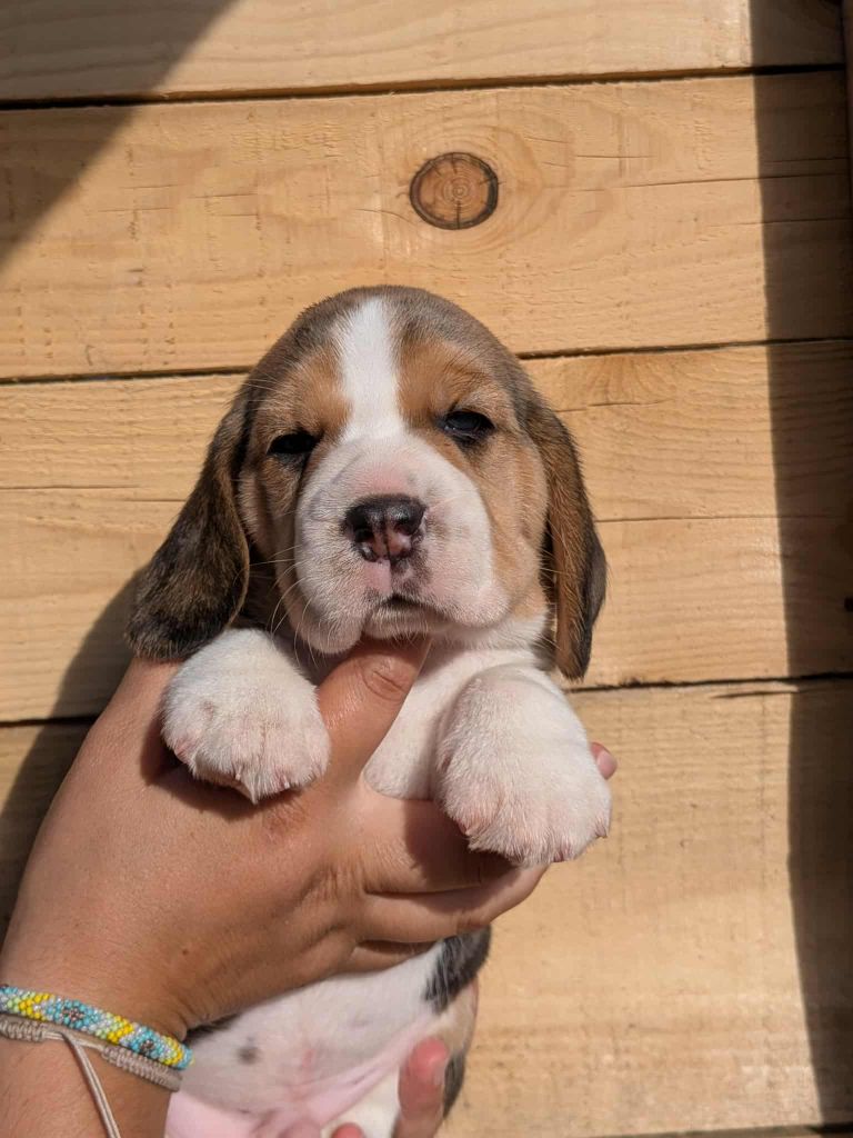 Dreamond - Chiots disponibles - Beagle