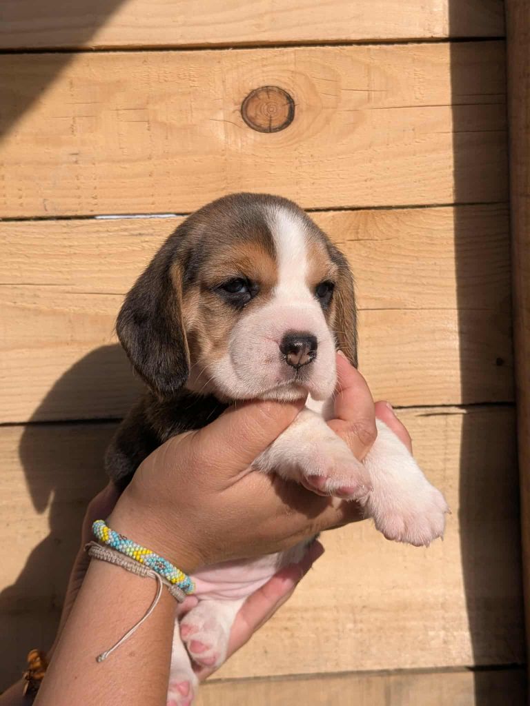 Dreamond - Chiots disponibles - Beagle