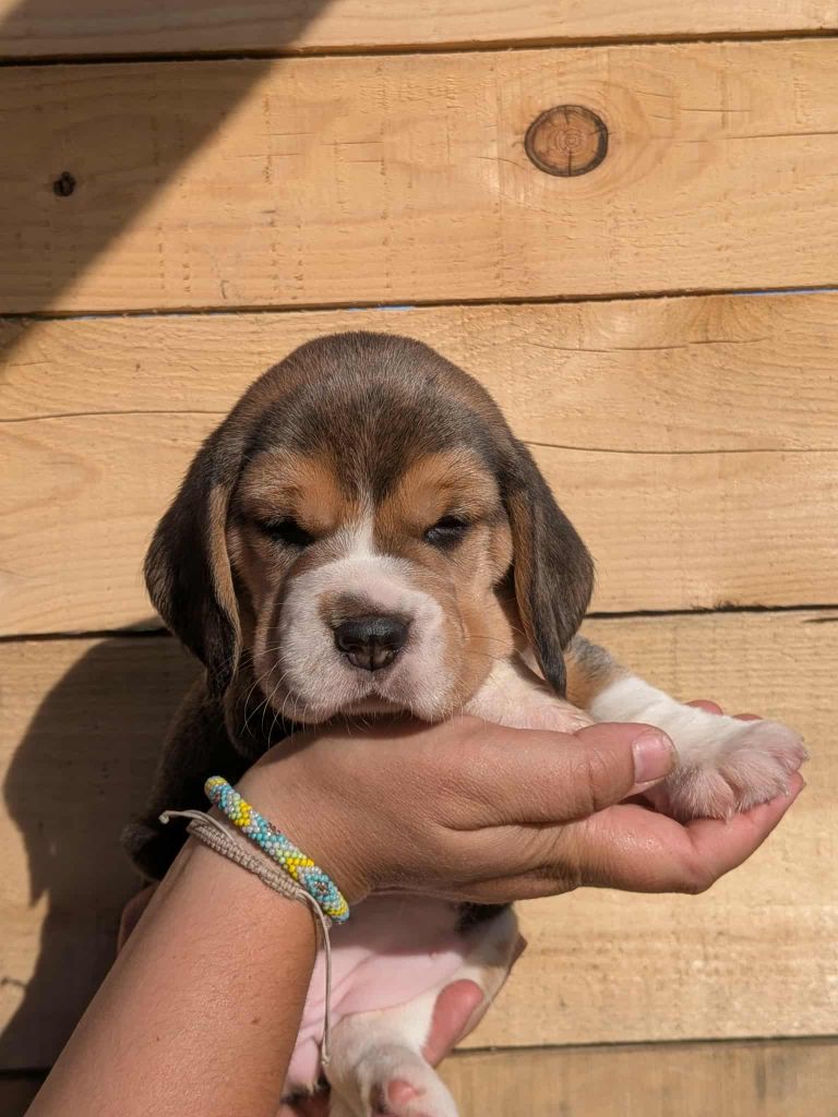 Dreamond - Chiots disponibles - Beagle