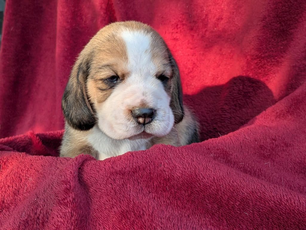 Dreamond - Chiots disponibles - Beagle