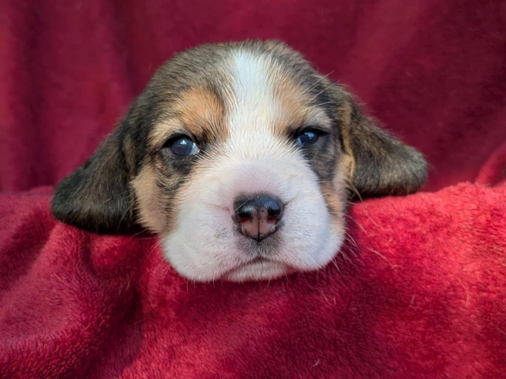 Dreamond - Chiots disponibles - Beagle