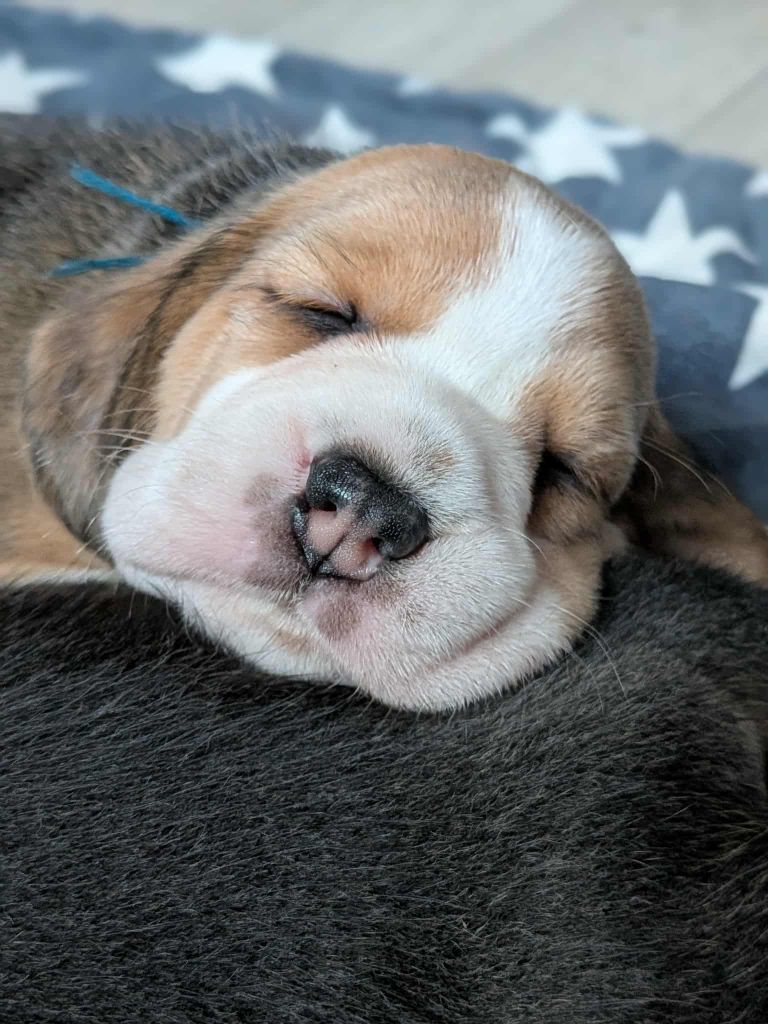 Chiot Beagle Dreamond