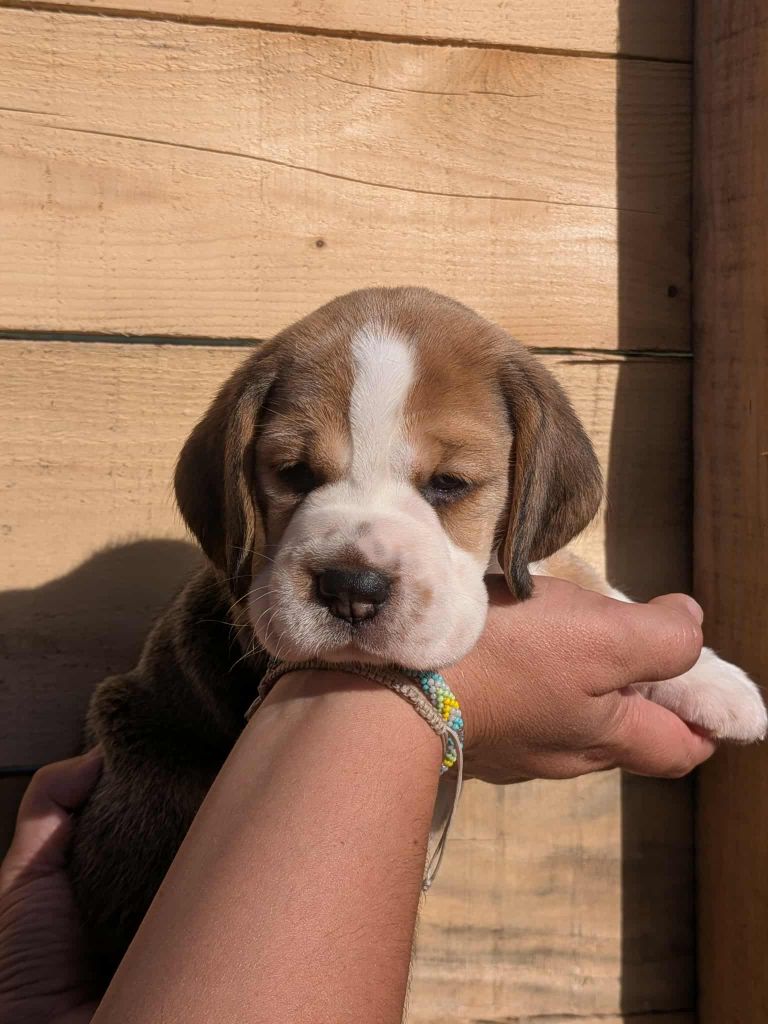 Dreamond - Chiots disponibles - Beagle