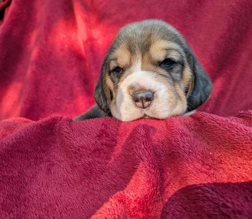 Dreamond - Chiots disponibles - Beagle